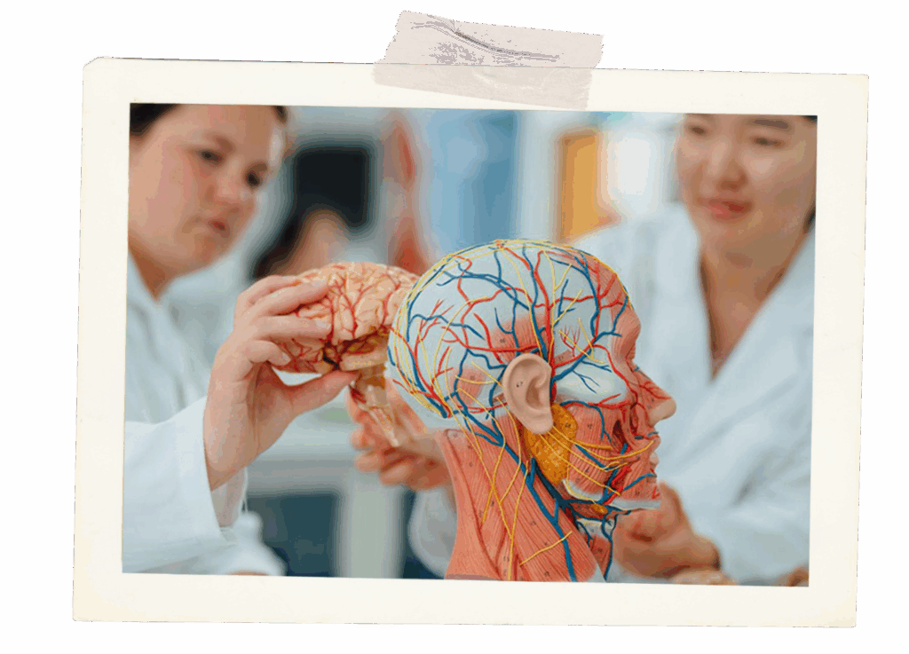 Students holding with a fake brain and cranium.