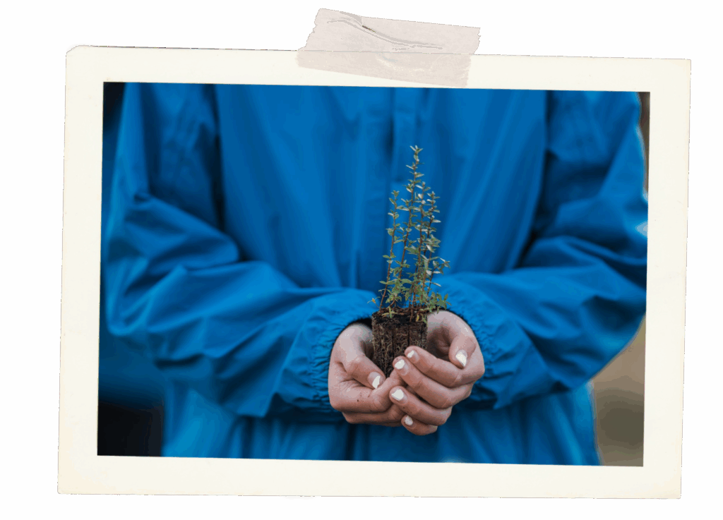 Someone in a blue jacket holding a small tree, the tree appears to have been just taken out of a pot ready for replanting, how nice.