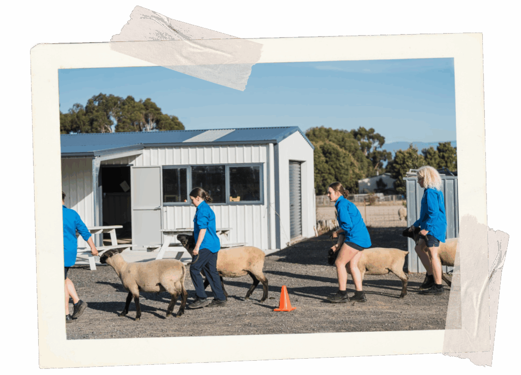 Four children leading some sheep somewhere, unclear where.